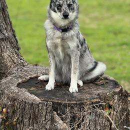Remi - Companion Cross