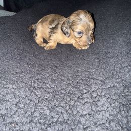 Dachshund Puppies from It’s just a wiener dachshund