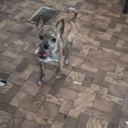 Tigger - Chihuahua