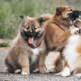 Icelandic Sheepdogs from Caldera Icelandic Sheepdogs
