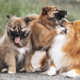Icelandic Sheepdogs from Caldera Icelandic Sheepdogs