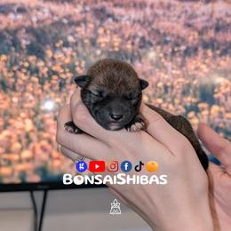 NORI - Sesame male Shiba Inu puppy in Minnesota from BonsaiShibas