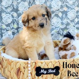 Honey Bee - Sable female Aussiedoodle puppy in Ennis, Texas from God’s Little Aussies
