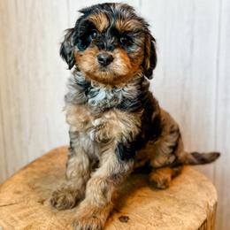 Joseph - Merle male Assorted Doodle Crosses puppy in Arlington, Washington from Doodle Love Laugh