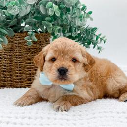 Jagger - Apricot male Goldendoodle puppy in North Carolina from NC Doodle Puppies