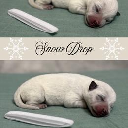 Snow Drop - Blue mottled male Australian Cattle Dog puppy in Seneca, Missouri from MO Morningstar Heelers
