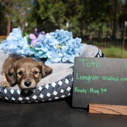Toto (Orange collar) - Cream male Dachshund puppy in Prospect, Oregon from Spunky Sausage Pups