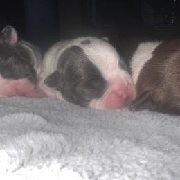Boston Terrier Puppies from Toon’s Boston Terriers