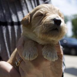 Girl 1 - Cream female Goldendoodle puppy in Medina, Ohio from Farmer Doodles