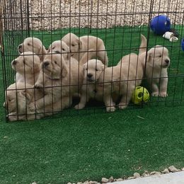 Golden Retriever Puppies from Verona Goldens