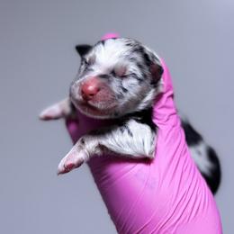 Cosmo - Blue merle male Australian Shepherd puppy in Orlando, Florida from Skaky Shepherds
