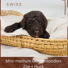 Swiss - Chocolate male Goldendoodle puppy in New Harmony, Indiana from Cottonwood Farms