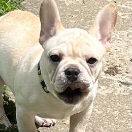 Boy 2 - French Bulldog puppy in New York from Steeprocks Bullys