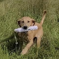 Labrador Retrievers from Rushton's Doggie Acres Kennels