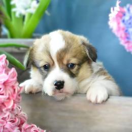 Black - Red male Pembroke Welsh Corgi puppy in Gig Harbor, Washington from Pacific Northwest Pembroke Welsh Corgis