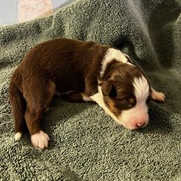 Bagel - Red tri-color male Australian Shepherd puppy in Bennett, Colorado from Alolan Angel Aussies
