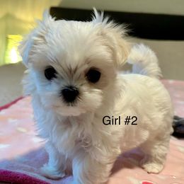 Girl 2 - White female Maltese puppy in Ocala, Florida from Hummingbird Fields