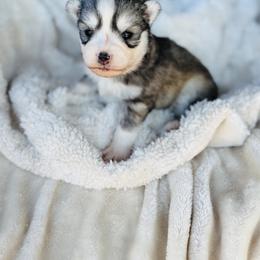 Ruvi - Silver and white male Pomsky puppy in Yavapai County, Arizona from Pawsh Pomskies