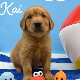 Golden Retriever Puppies from Nirvana Goldens