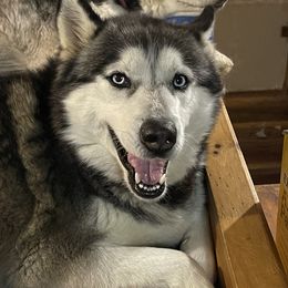 Pippi - Siberian Husky