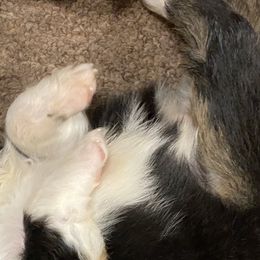 Australian Shepherd Puppies from Mullis Australian Shepherd