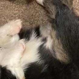 Australian Shepherd Puppies from Mullis Australian Shepherd