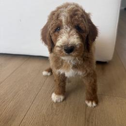 Boy1 - Parti male Poodle puppy in Sn Bernrdno, California from JennieMiniPets