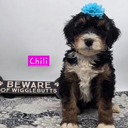 Chili - Tri-color female Bernedoodle puppy in Neillsville, Wisconsin from Granton Creek