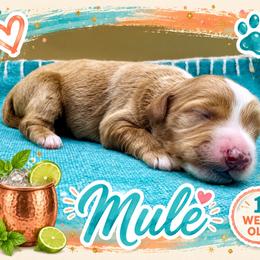 Mule - Apricot male Goldendoodle puppy in Hendersonville, North Carolina from Kim's Cove
