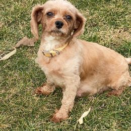 Cavapoo - Bernedoodle