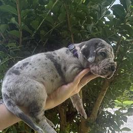 Purple collar - Merle female Great Dane puppy in Ider, Alabama from Sand Mountain Danes LLC