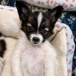 Rocket - White and sable male Papillon puppy in Coatesville, Indiana from Wendy’s Wings