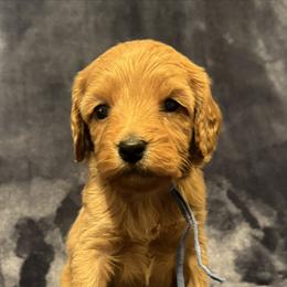 Girl 4 blue collar - female Goldendoodle puppy in Wesson, Mississippi from Southern Country Doodles