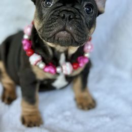 Tiana - Black and tan female French Bulldog puppy in Kalispell, Montana from Grace & Grit Frenchies