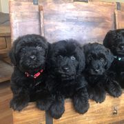 Whoodle Puppies from Schmidt's K9s