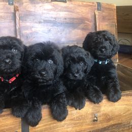 Whoodle Puppies from Schmidt's K9s