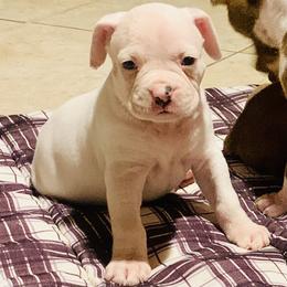 Nolan - White male Boxer puppy in Lago Vista, Texas from Love and Loyalty Boxers