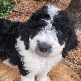Aussiedoodles from Ivy & Oak Doodles