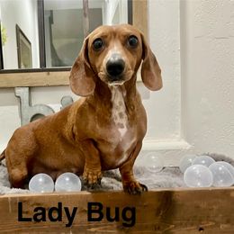 Lady - Dachshund