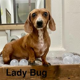 Lady - Dachshund