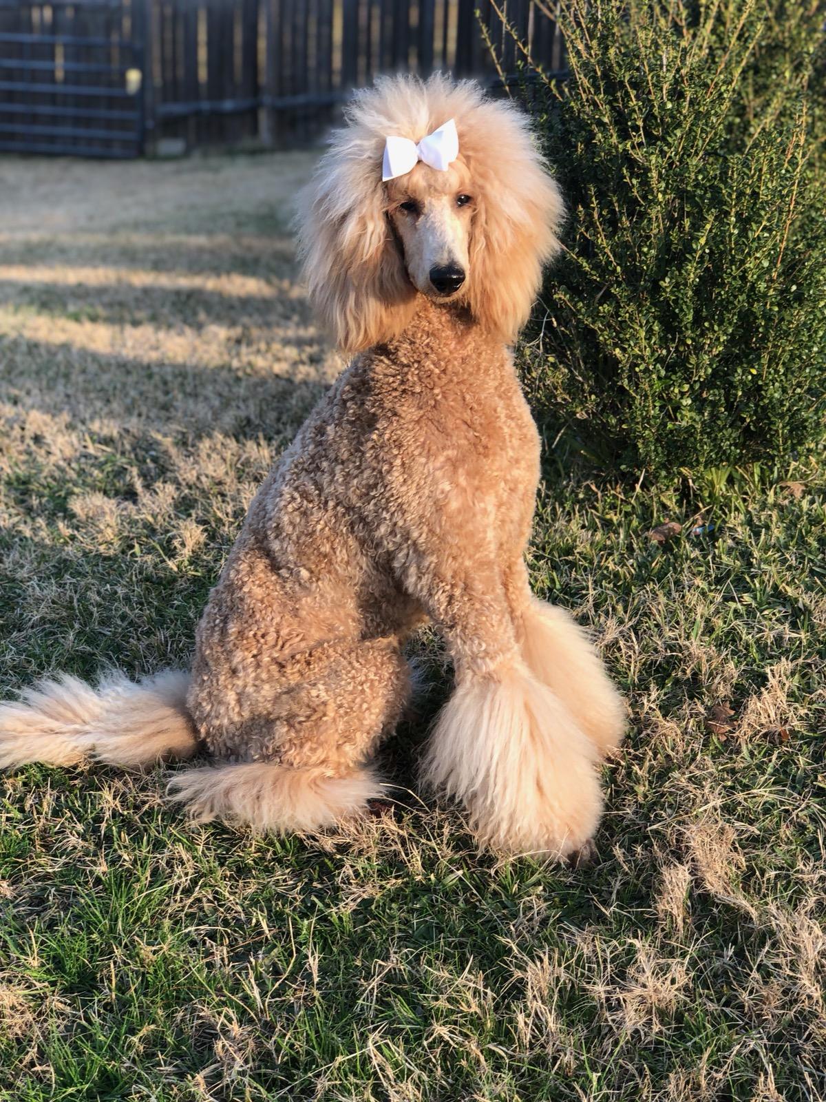 Miller Creek Standard Poodles in Texas | Poodle puppies | Good Dog