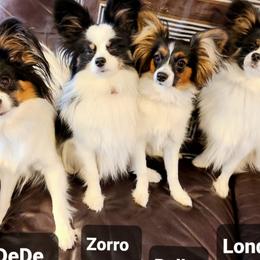 Papillon All Grown Up from Lakeview Papillons