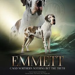 Emmett - Great Dane