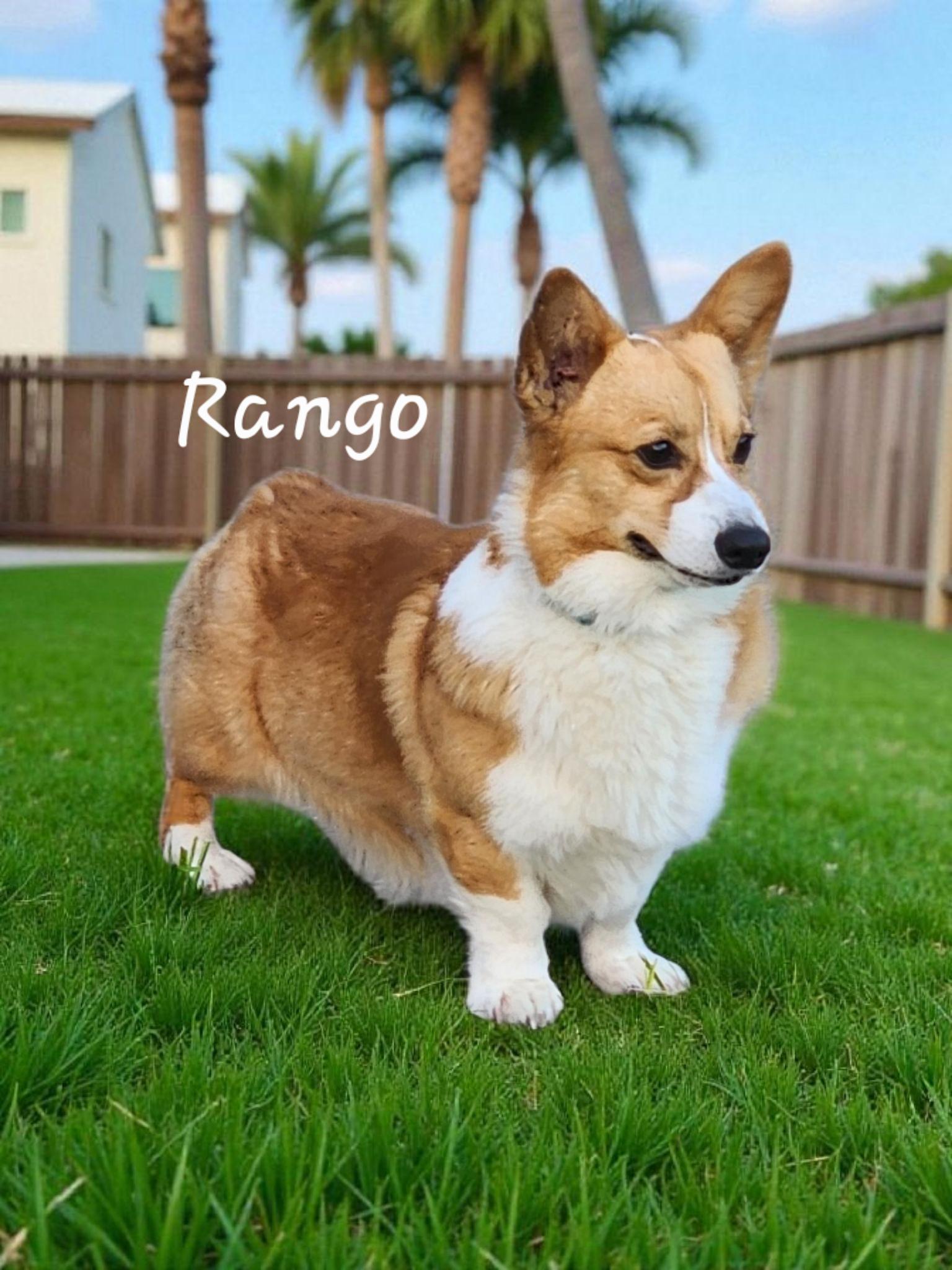 Rango