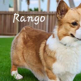 Rango - Pembroke Welsh Corgi