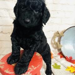Double Doodle Puppies from North Texas Golden Mountain Doodles