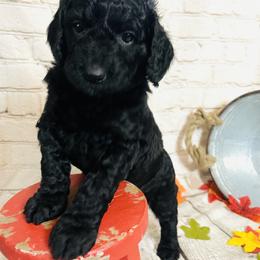 Double Doodle Puppies from North Texas Golden Mountain Doodles