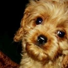 Cavapoos from K9puppyplanet