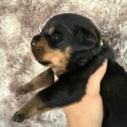 Kali - Black and tan female Rottweiler puppy in Newfoundland, Pennsylvania from Poconopaws