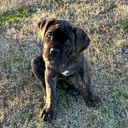 SUNNY - Chestnut brindle female Cane Corso puppy in Choctaw, Oklahoma from Emerald Cane Corso